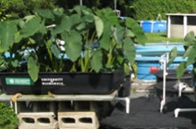Aquaponic system